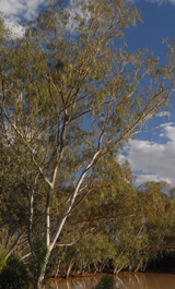 Gum trees in a river