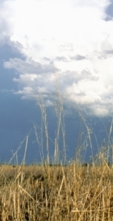 A picture of clouds over a field